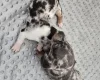 Dachshund (Smooth Haired)