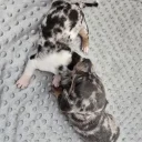 Dachshund (Smooth Haired)