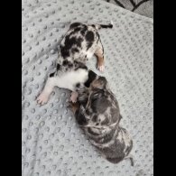 Dachshund (Miniature Smooth Haired)