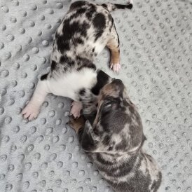 Dachshund (Miniature Smooth Haired)