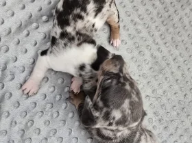 Dachshund (Smooth Haired)