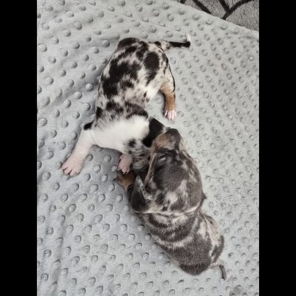 Dachshund (Miniature Smooth Haired)