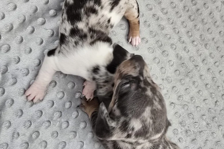 Dachshund (Smooth Haired)