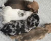 Dachshund (Smooth Haired)