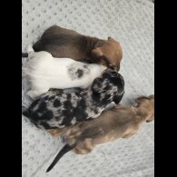 Dachshund (Miniature Smooth Haired)