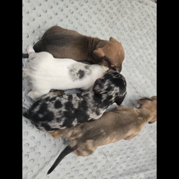 Dachshund (Miniature Smooth Haired)