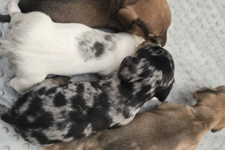Dachshund (Smooth Haired)
