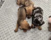 Dachshund (Smooth Haired)