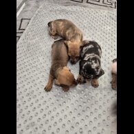 Dachshund (Miniature Smooth Haired)