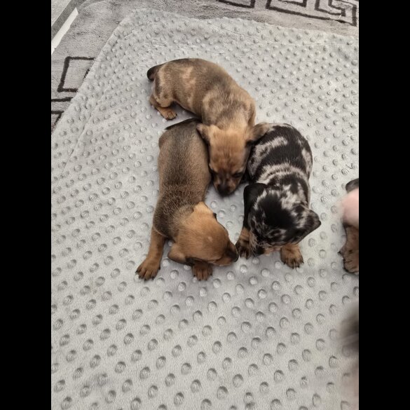 Dachshund (Miniature Smooth Haired)