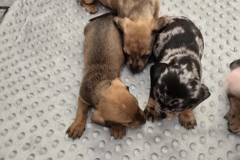 Dachshund (Smooth Haired)