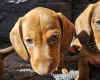 Dachshund (Smooth Haired)