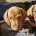 Dachshund (Smooth Haired)