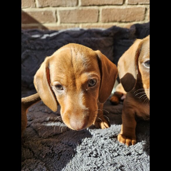 Dachshund (Smooth Haired)