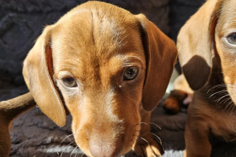 Dachshund (Smooth Haired)