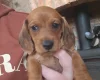 Dachshund (Smooth Haired)