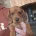 Dachshund (Smooth Haired)