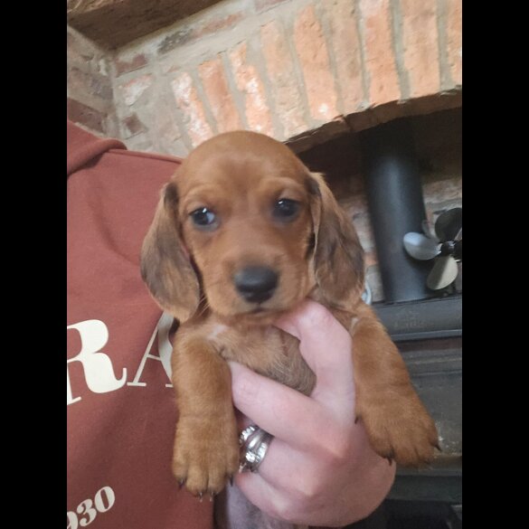 Dachshund (Smooth Haired)