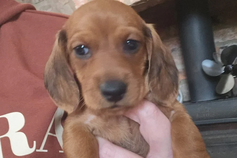 Dachshund (Smooth Haired)