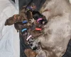 Dachshund (Smooth Haired)