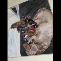 Dachshund (Smooth Haired)