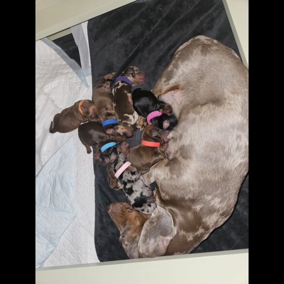 Dachshund (Smooth Haired)