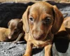 Dachshund (Smooth Haired)