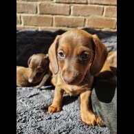 Dachshund (Smooth Haired)