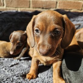 Dachshund (Smooth Haired)