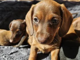 Dachshund (Smooth Haired)