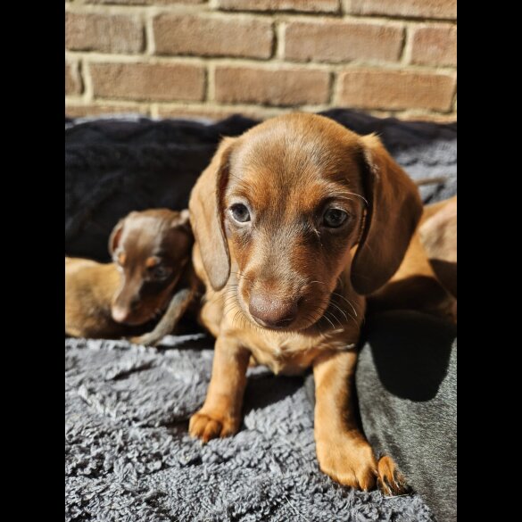 Dachshund (Smooth Haired)