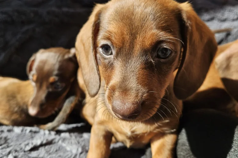 Dachshund (Smooth Haired)