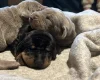 Doberman