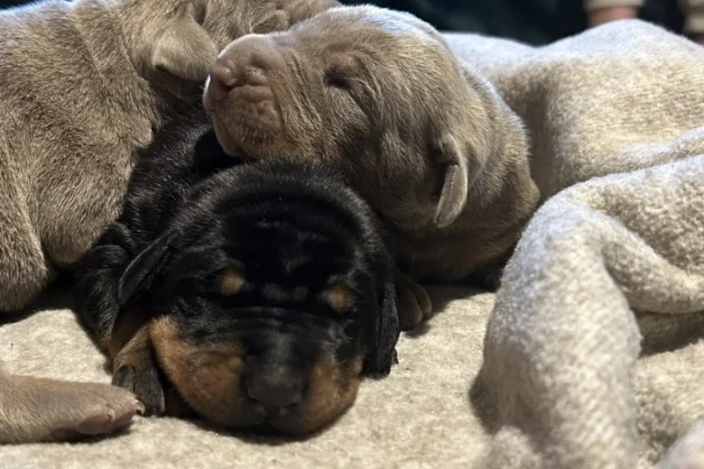 Doberman
