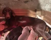 Doberman