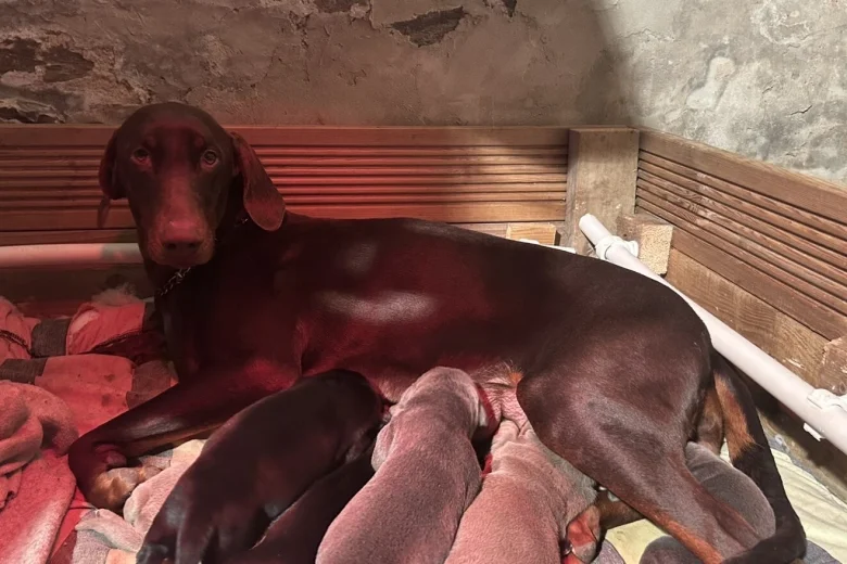 Doberman