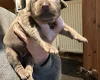 Doberman