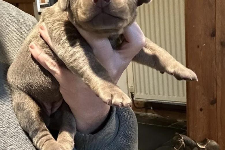 Doberman