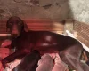 Doberman