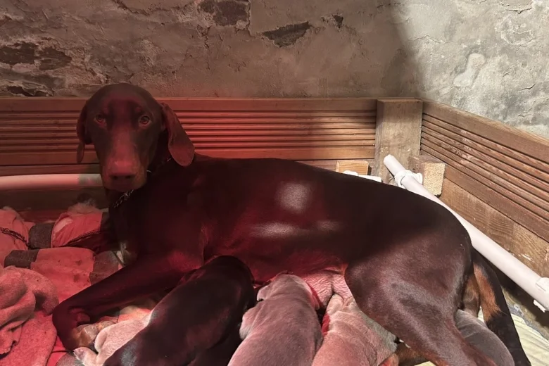 Doberman
