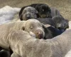 Doberman