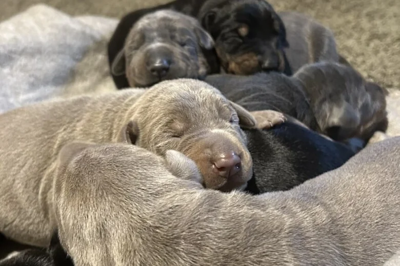 Doberman