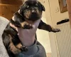 Doberman
