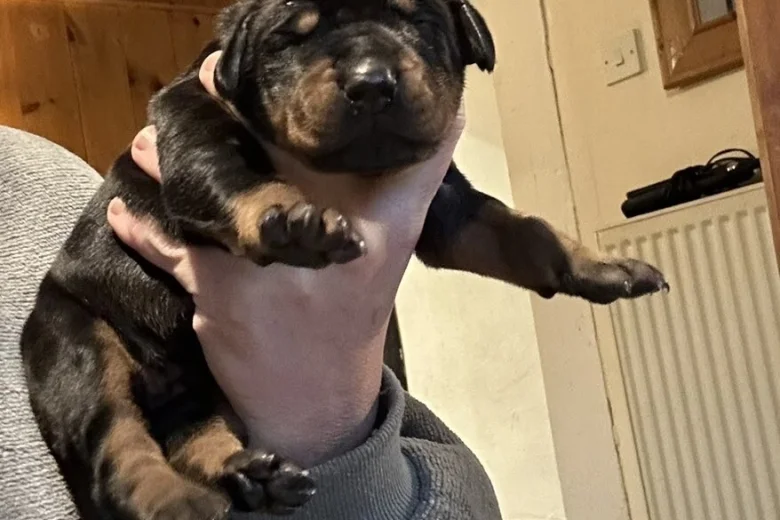 Doberman