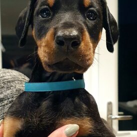 Doberman