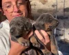 Doberman