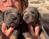 Doberman