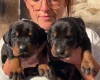 Doberman