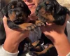 Doberman