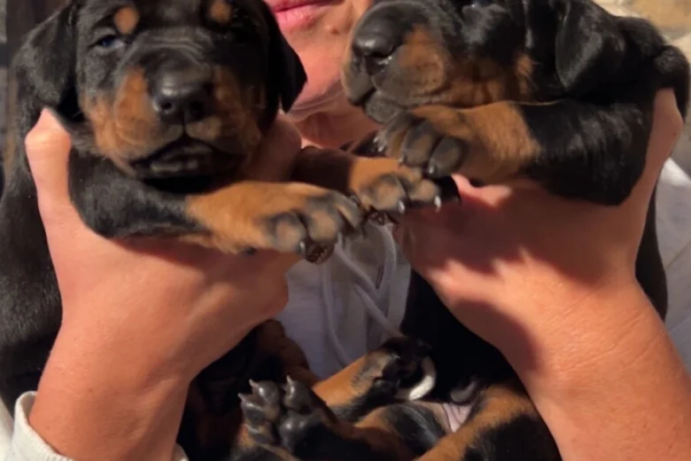 Doberman